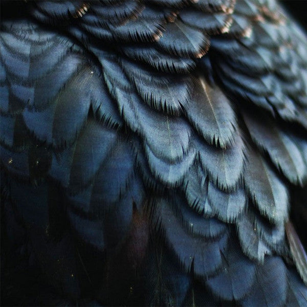 Ex People – Bird LP (Rare / Used, VG+)