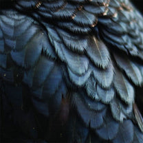 Ex People – Bird LP (Rare / Used, VG+)