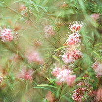 RM. Gambill – Medium Fortune MC (Rare / Used, NM)