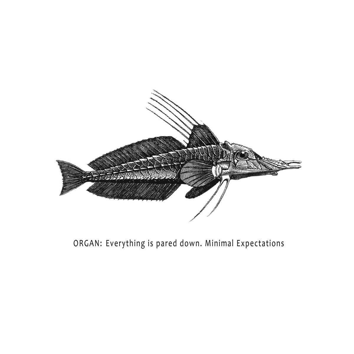 Organ: – Everything Is Pared Down. Minimal Expectations LP