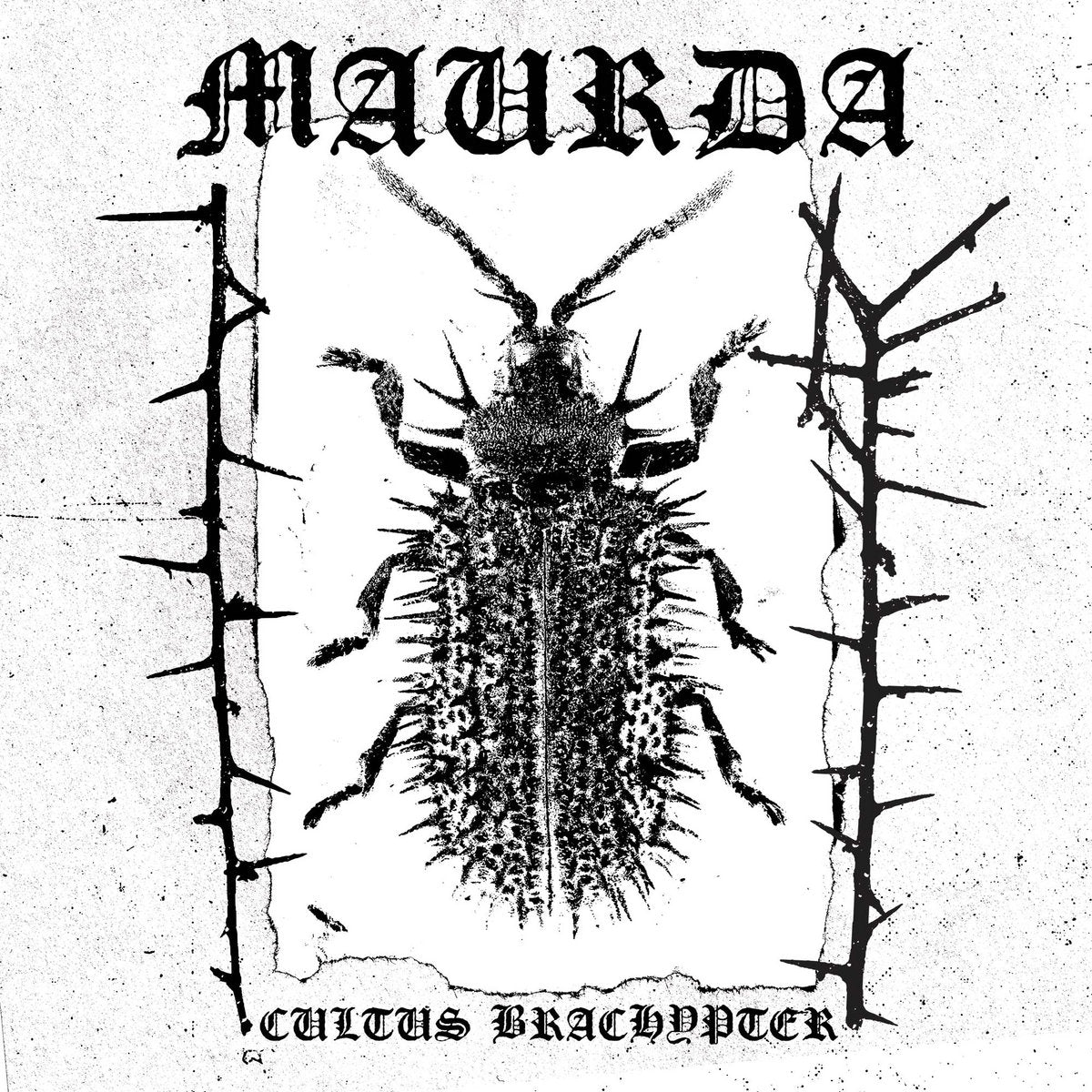 Maurda – Cultus Brachypter LP