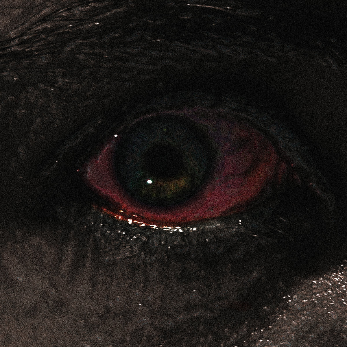 Voreus – The Proclamation LP