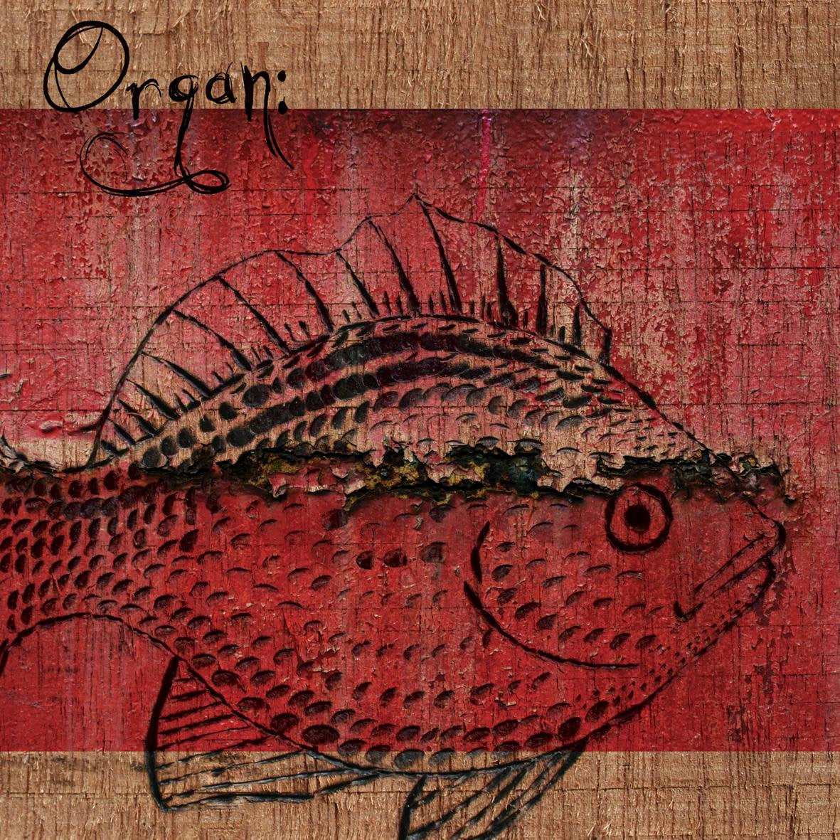 Organ: – S/T 7&quot;
